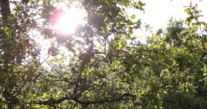 Jesus als Baum des Lebens
